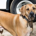 Dog-Friendly Car Rental Uganda