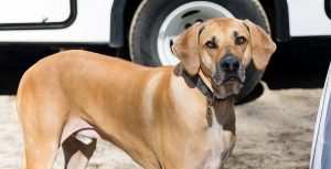 Dog-Friendly Car Rental Uganda